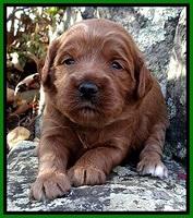 TB pups 3 wks old 201