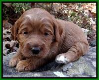 TB pups 3 wks old 211