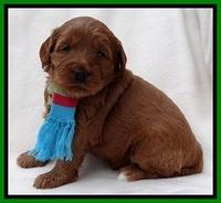 TB pups 4 wks old 21