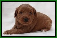 TB pups 4 wks old 51
