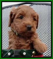 TB pups 5 wks old 541