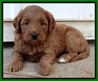 TB pups 5 wks old 561