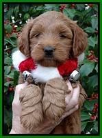 TB pups 6 weeks old 601