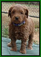 TB pups 6 weeks old 641