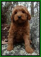 TB pups 9 wks old 81