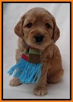 TB pups 4 wks old 321