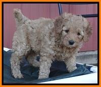 TB pups 6.5 wks old 22
