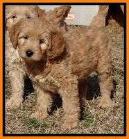 TB pups 8 weeks old 4!10