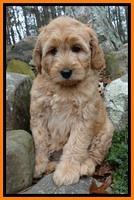 TB pups 9 wks old 31