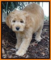 TB pups 9 wks old 41