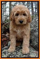 TB pups 9 wks old 51