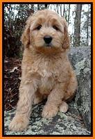 TB pups 9 wks old 61