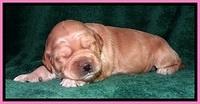 TB pups 2 wks old 12