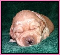 TB pups 2 wks old 42