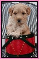 TB pups 5 wks old 51