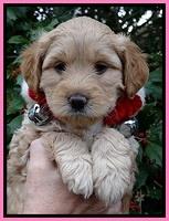 TB pups 6 weeks old 151