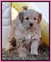 TB pups 6.5 wks old 4100