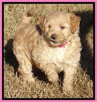TB pups 6.5 wks old 92