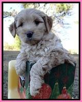 TB pups 7 wks old 131