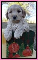 TB pups 7 wks old 141