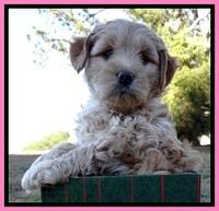 TB pups 7 wks old 151