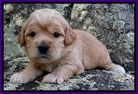 TB pups 3 wks old 161