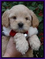 TB pups 6 weeks old 551