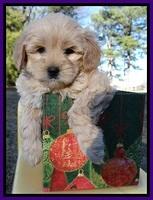 TB pups 7 wks old 301