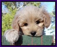 TB pups 7 wks old 311