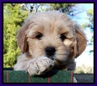 TB pups 7 wks old 351