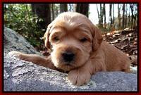 TB pups 3 wks old 381