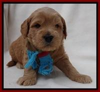 TB pups 4 wks old 151