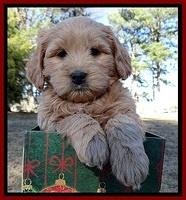 TB pups 7 wks old 21