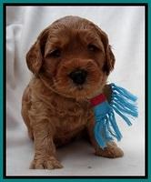 TB pups 4 wks old 301
