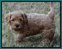 TB pups 5 wks old 641