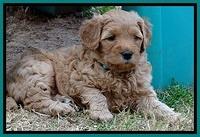 TB pups 5 wks old 661