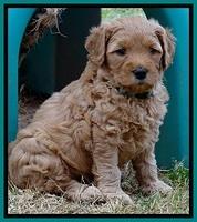 TB pups 5 wks old 671