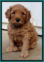 TB pups 5 wks old 681