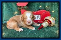Willow Traveler pups 2 wks old 11