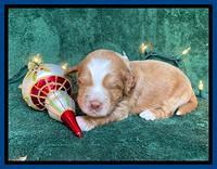 Willow Traveler pups 2 wks old 21