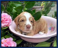 Willow Traveler pups 3 wks old 31