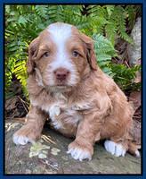 Willow Traveler pups 4 wks old 21