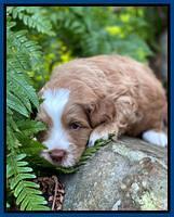 Willow Traveler pups 4 wks old 41