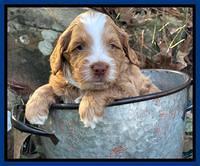 Willow Traveler pups 4 wks old 51