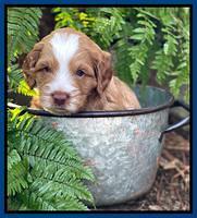 Willow Traveler pups 4 wks old 81