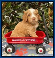 Willow Traveler pups 5 wks old 41