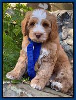 Willow Traveler pups 8 week old 131