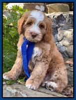 Willow Traveler pups 8 week old 141