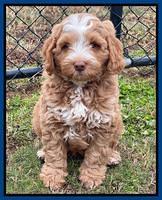 Willow Traveler pups 8 week old 151