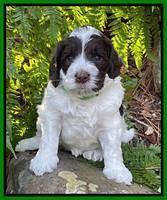 Willow Traveler pups 4 wks old 211